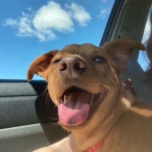 Meet your Posher, Ginger